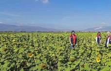 Söke’de 10 bin dekarlık alana ayçiçeği tohumu dağıtılacak