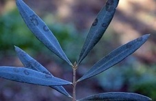 Zeytinde halkalı leke hastalığı ile mücadele çağrısı yapıldı