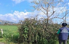 Efeler’in yeşil alanlarında temizlik çalışması sürüyor