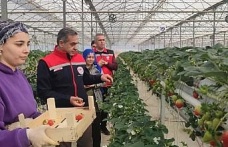 Aydın’da çilek hasadı başladı