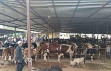Aydın’da hayvan pazarlarında yeni dönem: "Kurallar ve saatler belirlendi"