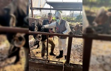 Efeler’de 15 bin hayvan aşılandı