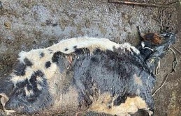 Şap hastası hayvanı kesmeye götürürken yakalandı