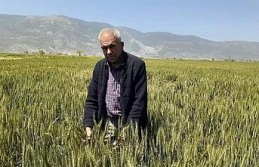 Söke’de Buğday ekim alanı geçen yıla göre daraldı