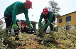 Efeler’de kekik hasadı başladı