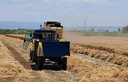 Söke Ovası’nda Buğday hasadı gecikmeli de olsa başladı