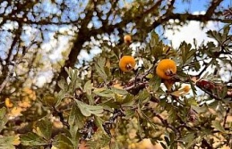 Alıç meyvesine vatandaşlar ilgi gösteriyor