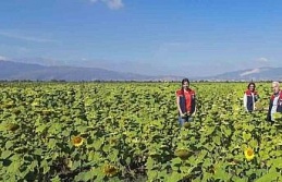 Söke’de 10 bin dekarlık alana ayçiçeği tohumu...