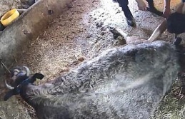 Doğum yapmakta zorlanan ineği sezaryen yapan S.T.’den...