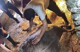 Doğum yapmakta zorlandığı için ekmek bıçağı ile ameliyat edilip sezaryen yapılan inek telef oldu