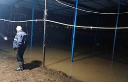 Koçarlı’da su baskını sonrası hayvan tahliyesi sürüyor