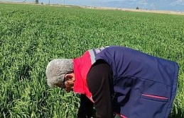 Didim’de hububat ekili araziler temiz çıktı