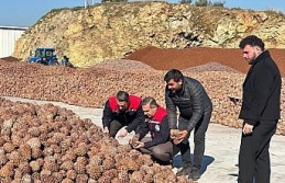 Koçarlı’da Çam Fıstığı işleme tesisindeki çalışmalar yerinde incelendi