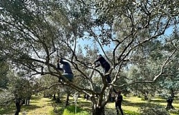 Koçarlılı üreticilere uygulamalı budama eğitimi