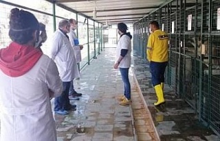 Hayvan Bakım Evleri denetlendi