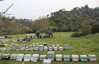 Hırsızlar arı kovanlarına dadandı, Arıcılar...