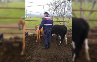 Kaybolan hayvanları, Jandarma 35 kilometre uzaklıkta...