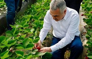 Milletvekili Savaş çilek üreticisine bereketli...