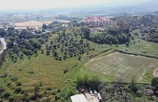 ADÜ Ziraat Fakültesi’nden ‘Aydın Çam Fıstığı’...