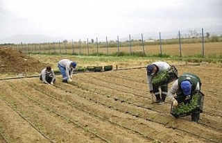 Aydın Büyükşehir Belediyesi Ata Tohumlarını...