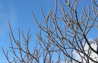 Aydın’da çiftçilere zirai don uyarısı