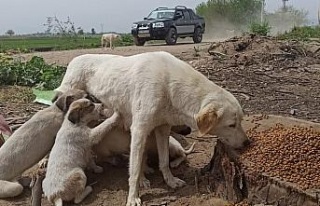 Kısıtlamada sokak canları unutulmadı