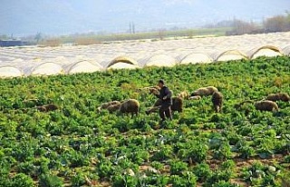 Lahanalar koyunlara kaldı