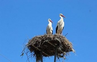 Leylek sayımlarında, yaşanan artış sevindirdi