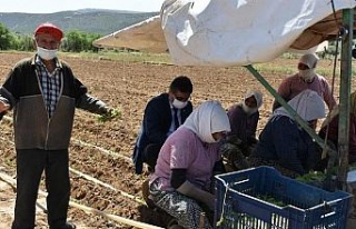 Aydın’da tarım işçileri 1 Mayıs’ı çalışarak...
