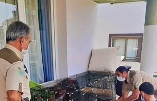 Bakımı yapılan yavru sincaplar doğaya salındı