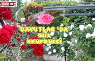 DAVUTLAR 'DA GÜL SENFONİSİ