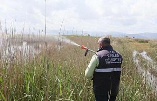 Efeler’de ilaçlama çalışmaları devam ediyor