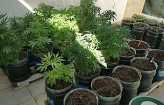 Evini uyuşturucu tarlasına çevirdi