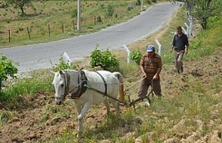 Koçarlı’da 3 bin yıllık tarım geleneği sürdürülüyor