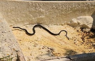 Kuşadası’nda görülen yılanlarla ilgili uzmanlar...