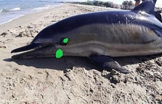 Kuşadası’nda sahile ölü yunus vurdu