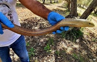 Kuşadası’nda yılan görünümlü kertenkele doğal...