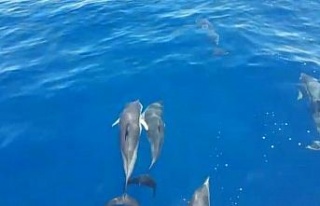 Kuşadası’nda yunuslar yelkenliye eşlik etti