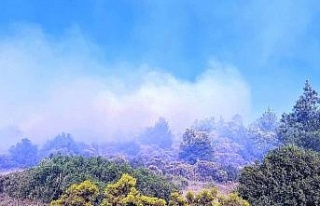 Kuyucak’taki yangında 4 hektar ormanlık alan zarar...