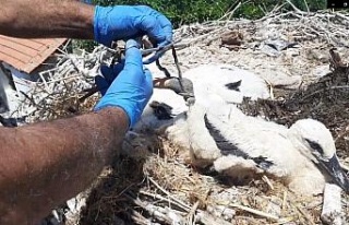 Serçin’in yavru leyleği kurtuldu