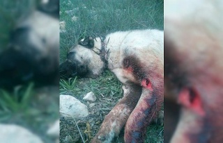 Aydın dağlarında domuzlar davar sürülerini de...