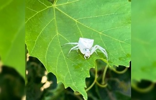 Aydın’da, insan yüzlü örümcek görüldü