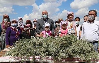 Başkan Atay kekik hasadına katıldı