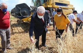 Başkan Atay’dan Karakılçık Buğdayı hasadı