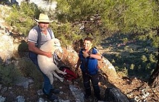 Dağlık alanda mahsur kalan kuzu kurtarıldı