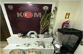 Evde hint keneviri yetiştirmiş