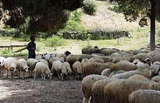 Koyun-keçi destek ödemeleri başladı