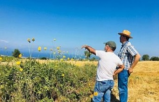 Kuşadası’ndaki endemik bitki türleri incelendi