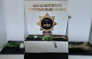 Sultanhisar’da 20 kök hint keneviri ele geçirildi