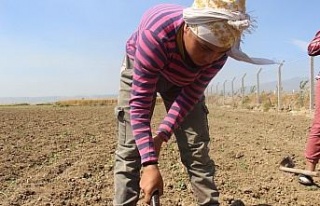 Tarlada çapa sallayıp şampiyonaya hazırlanıyor